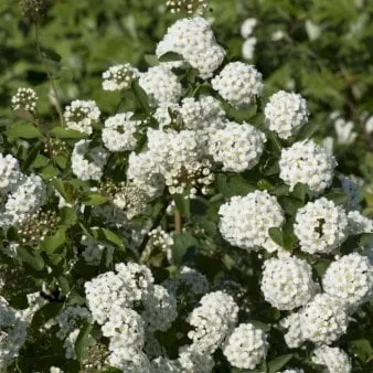 Brautkranz-Spirea