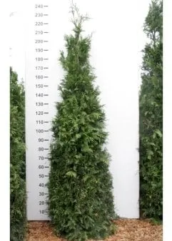 Riesen-Thuja
