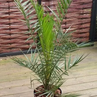 Kanarische Dattelpalme